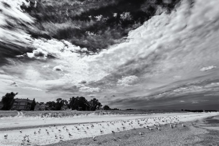 the meeting of the gulls