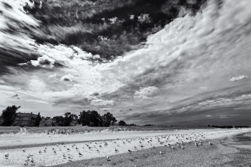 the meeting of the gulls