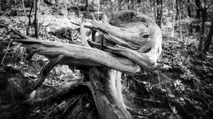 fossilized-xenomorph